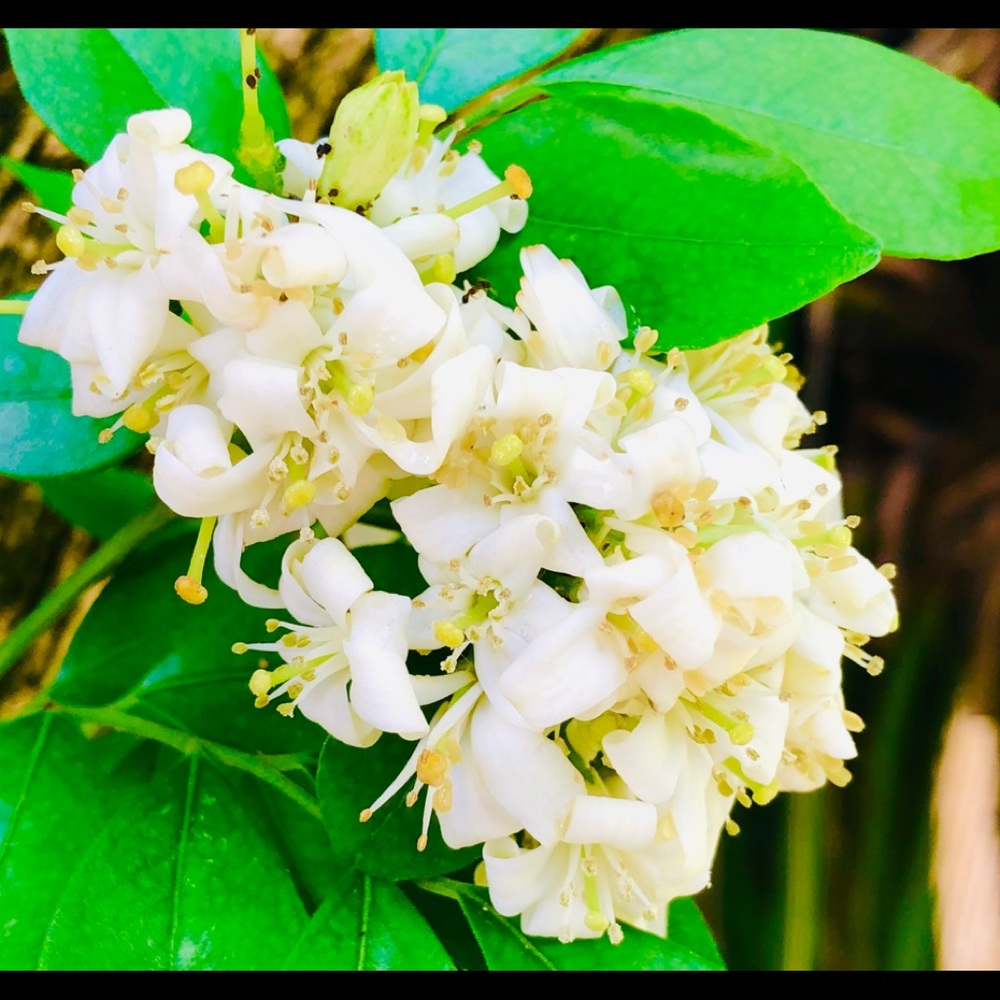 Meet your Posher, Carol